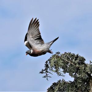 Common Wood-pigeon