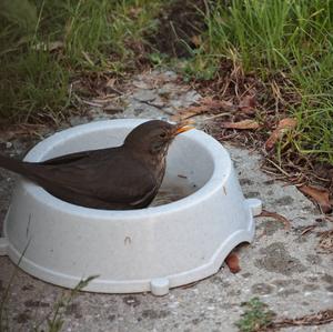 Eurasian Blackbird