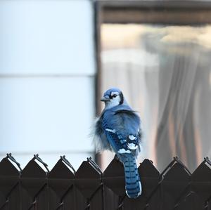 Blue Jay