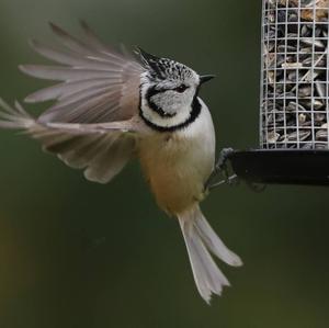 Crested Tit