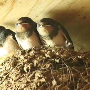 Barn Swallow