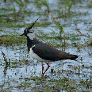 Northern Lapwing