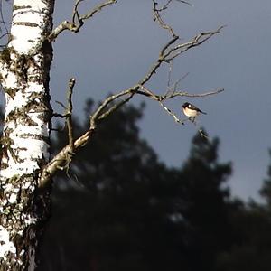 European stonechat