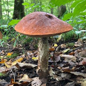 Orange Birch Bolete