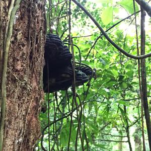 Tinder Polypore