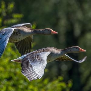 Greylag Goose