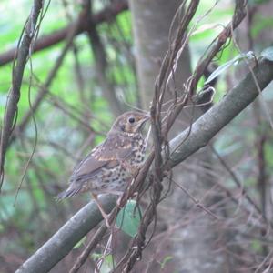 Song Thrush