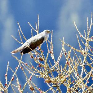 Common Cuckoo