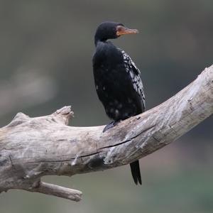 Reed Cormorant