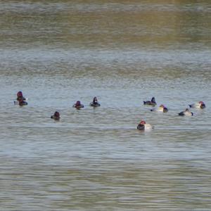 Common Pochard