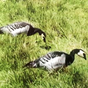 Barnacle Goose