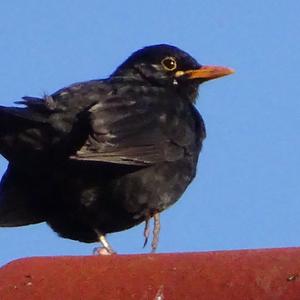 Eurasian Blackbird