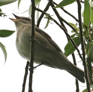 Common Nightingale