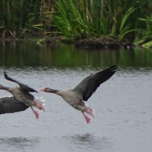 Greylag Goose