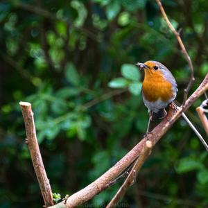 European Robin