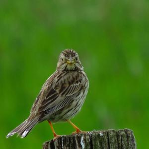 Corn Bunting