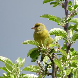 European Greenfinch