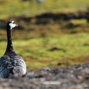 Barnacle Goose