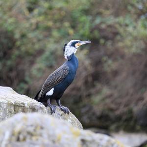 Great Cormorant