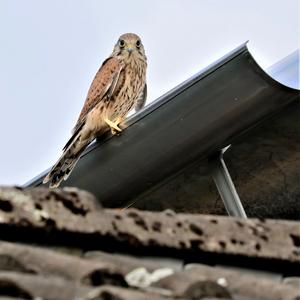 Common Kestrel