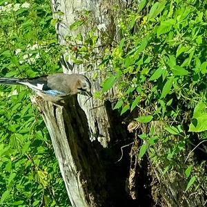 Eurasian Jay