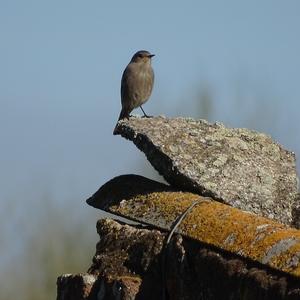 Black Redstart