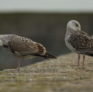 Great Black-backed Gull