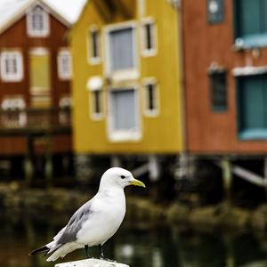 Black-legged Kittiwake