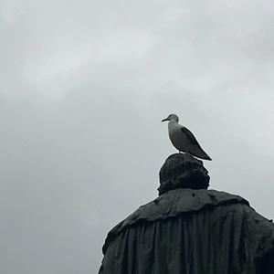 Yellow-legged Gull