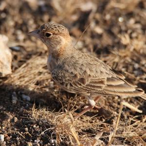 Fischer's Sparrow-lark