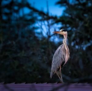 Grey Heron