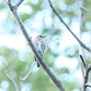 Eastern Bluebird