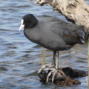 Bläßhuhn