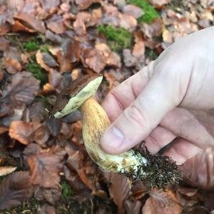 Bay Bolete