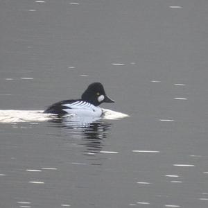 Common Goldeneye