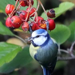 Blue Tit