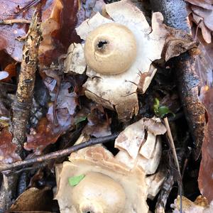 Collared Earthstar