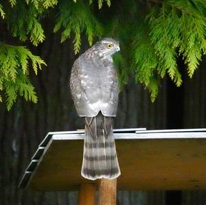 Northern Goshawk