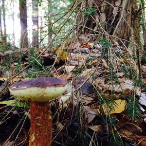 Bay Bolete