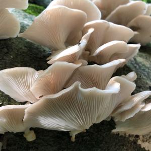 Oyster Mushroom