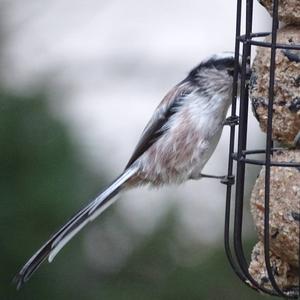 Long-tailed Tit