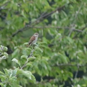 Red-backed Shrike