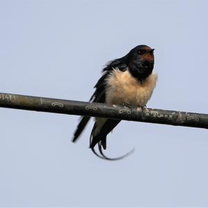 Red-rumped Swallow