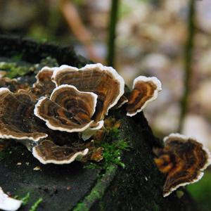 Turkey-tail