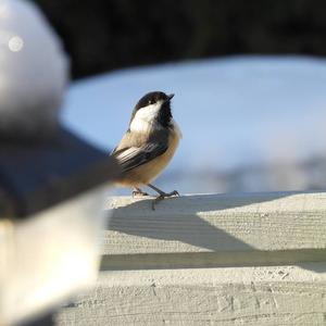 Black-capped Chickadee