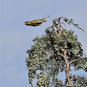 European Greenfinch