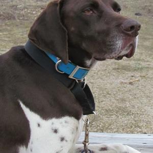 Pointer (German Shorthaired)