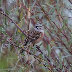 Rock Bunting