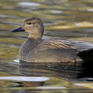 Gadwall