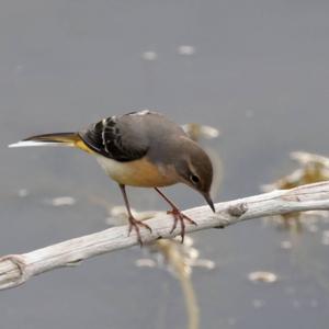 Grey Wagtail